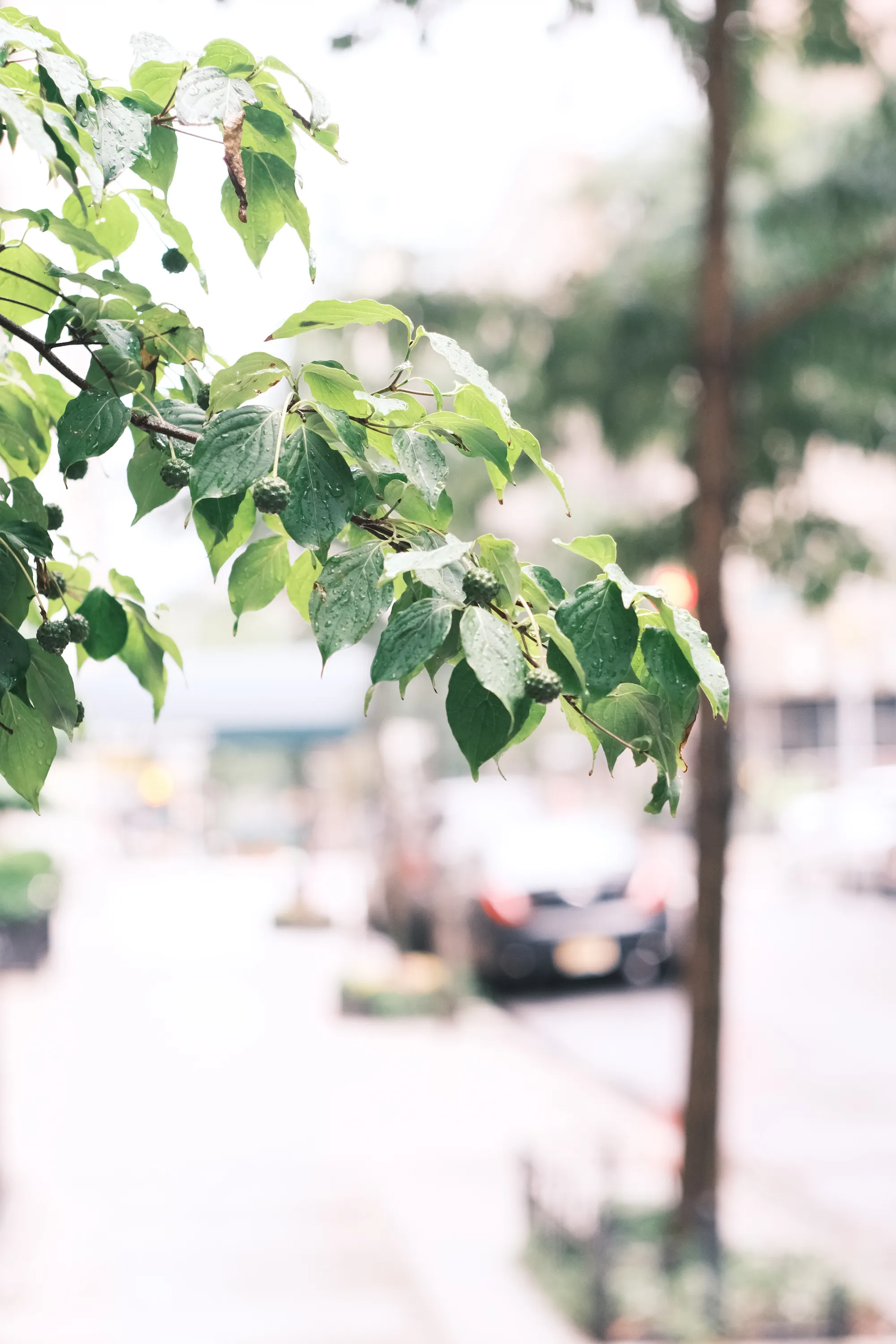 Out of Focus — photo 12